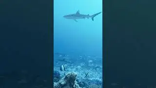 The Shark's pulse in 30 seconds. This is real diving. #Tahiti #underwater