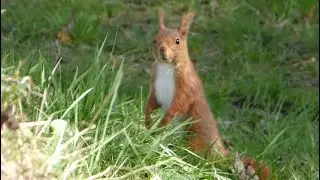 Red squirrel - Ecureuil roux (Sciurus vulgaris)