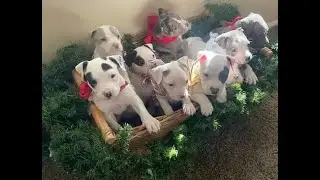 Puppies Pick Collars/Name Reveils (Sorta) ● Mental Health Chat/Think Out Loud ● Going Through Boxes