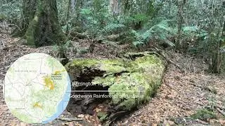 Barrington Tops Gondwana Rainforests