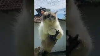 Beautiful Ragdollcat  #cat  #cats  #cutecat  #funny  #funnycat  #fyp  #viral  #ragdollcat  #fypviral