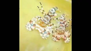 Hymenocera picta pareja, gamba arlequ&iacute;n