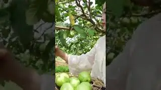 👆👆👆FULL VIDEOS #lythica #farming #harvesting