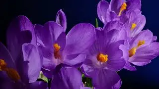 Beautiful Flowers Blooming Timelapse | Mesmerizing Floral Transformation