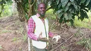 Technique de marcottage des safoutiers #marcottage#pépinière #agriculture #jardin
