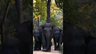They Came Head-On in Dudhwa | open2explore