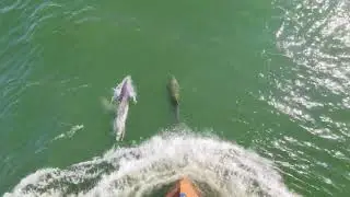 Aberdeen Harbour Dolphins