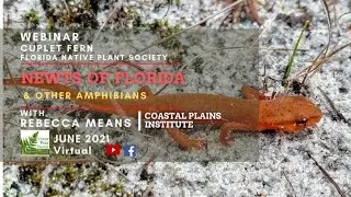 Newts and Other Select Amphibians of Florida