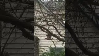 SMALL BIRDS EATING FROM FEEDER. NATURE SOUNDS