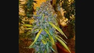 wheres the weed at (Wickedsmiler Productions)