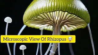 Plant World Under Microscope #Part-2 ||Microscopic View Of Rhizopus 🔬🔬#Rhizopus #fungi #biology
