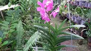 HOw to Repot Vanda  Mokara - trigeneric hybrid orchid