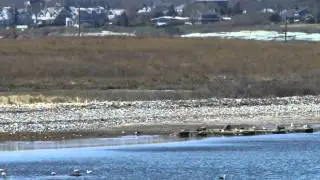 middletown park sachuest point wildlife hd rhode isalnd ri national