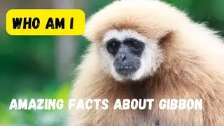 Gibbon: The Most Incredible Primate You've Never Heard Of