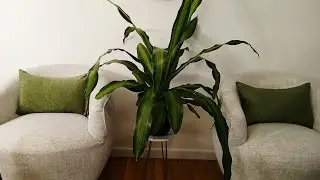 Small livingroom, big impact: Decor Refresh for 2026 ✨️