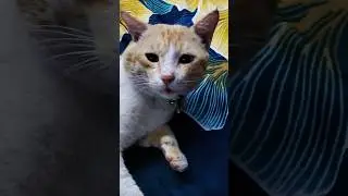 cat Fun video Tamil 😂 #shorts