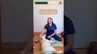 How to Use the Oliver PEMF Mat for Canine Pain Relief | Charlotte, Physio at Joint Dynamics Pedigree