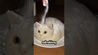 Widziałeś Kiedyś Coś Takiego?!?!🤯