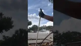 Root intrusion on main sewer line#plumbing#youtube#sewer#roots#home