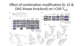 Effect on anti-tumor response of iCAR-T cells of IL-15 induction & DAG kinase knockout #Code: 1065