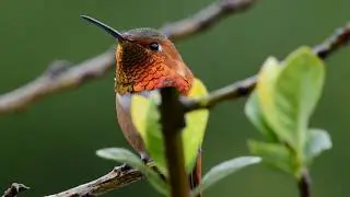 Stunning 4k Hummingbird In The Rain.