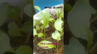 Radish germination 12 day update ।। मूली #shorts @gardentourchannel