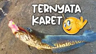 Gabus langsung menyambar umpan andalan