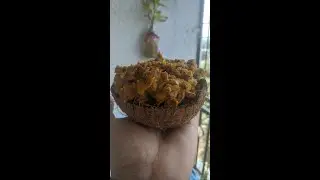 Jackfruit seed recipe| Jackfruit seed masala| Tasty and Healthy recipe| Chakkakuru masala