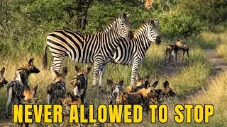 Why This Zebra Can&rsquo;t Ever Slow Down