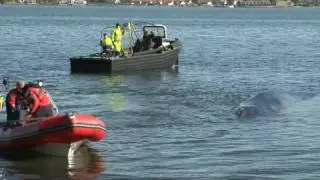 Finhvalen i Vejle Fjord. 1. Del.