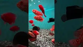 Red chilli Oscar red tiger Oscar #Wetpetsdelhi #wetpetsgeetacolony
