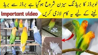 love birds breeding information | love birds breeding tips 2023/2024