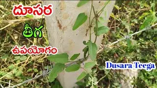 దూసర తీగ ఉపయోగం!Dhusara Teega Upayogam