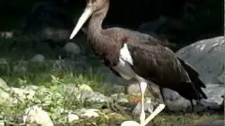 Sony DSCHX100v  Stork's in the dry river