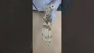 Views of Human Foot