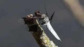 Dragonfly - Common Whitetail Male - 4K