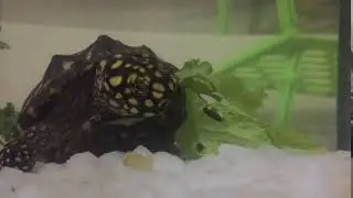 Spotted pond turtle eating lettuce - Geoclemys Hamiltonii-