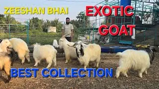 ZEESHAN BHAI LE KAR AYE BEST QULITY ZING YAHAN APP KO EXOTIC CHIZ MILEGI #goat #animals #goatfarming