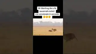 MR WARTHOG MR KASONGO MR V16 ENGINE KING OF REVERSE 🤣🤣  #warthog