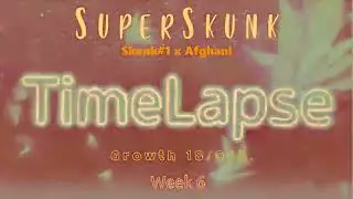 ss tl 11 week 6 bloom
