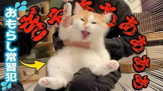 家中にう○ちを落としまくってる愛猫を現行犯逮捕しました。