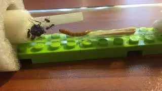 Агрессивные Camponotus aethiops
