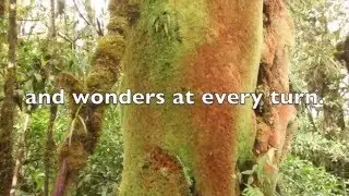 Unexplored Cloud Forest in Guatemala Under Attack