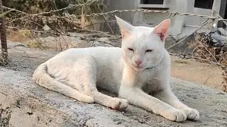 Cute meow 😻 | new cat video | cute cat video #trending #cat #catvideos #catlovers #cutecat 