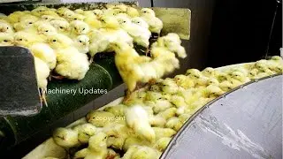 Modern chicken processing, amazing technology with new machinery.