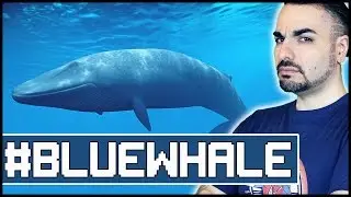 BLUE WHALE CHALLENGE: LA VERITÀ. Oppure no.