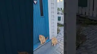 Cats in old streets in Bergen, Norway #shorts,