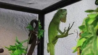 eReptile Dysfunction