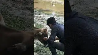 #socialmedia #music #song #newsong #needyanimals #animals #subscribe #trendingshorts #comment #viwe