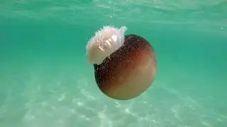 Cannonball Jellyfish